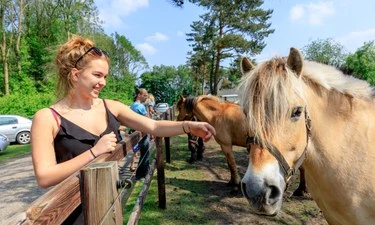 Camping de Reeënwissel