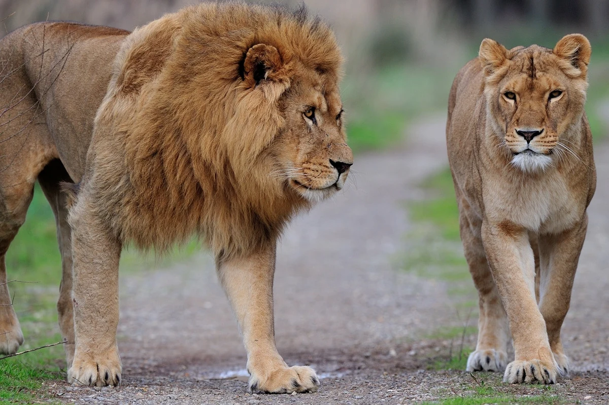 Safaripark Sigean