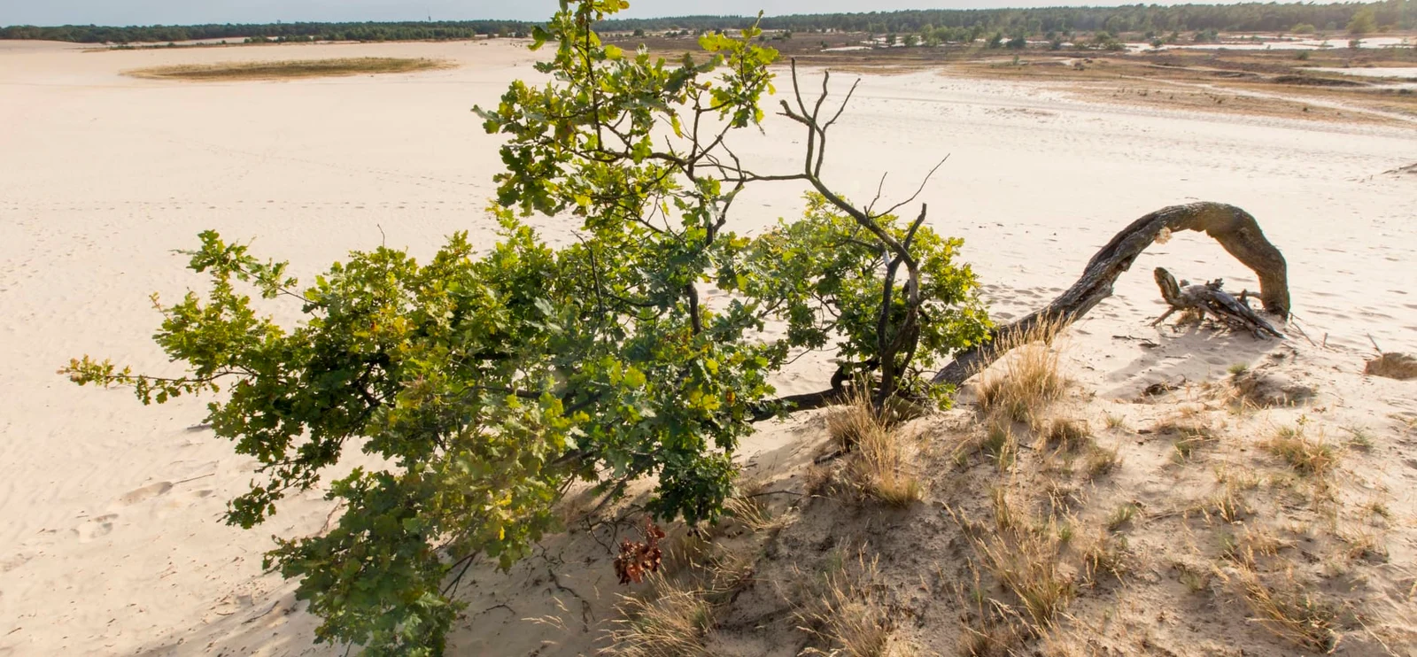 Loonse en Drunense Duinen