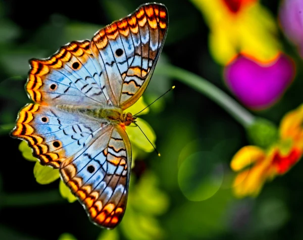 Butterfly Park