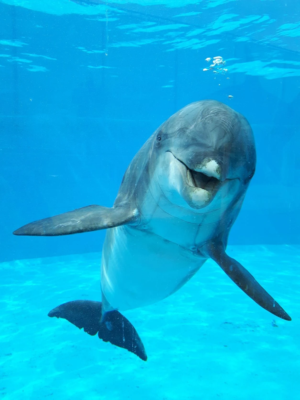 Dolphinarium