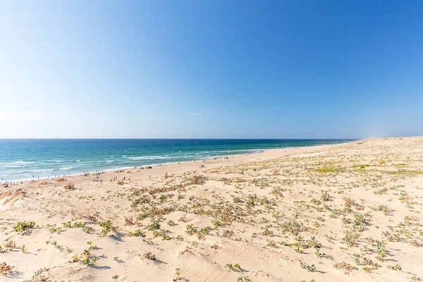 At Le Vieux Port, beachgoers bask in the sun and swim along a sandy shoreline adorned with plants, as gentle waves roll in beneath a clear blue sky.