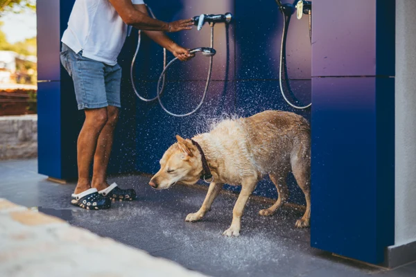 At Amarin, a dog shakes off water while a person rinses it with a shower hose, standing on a damp patio.